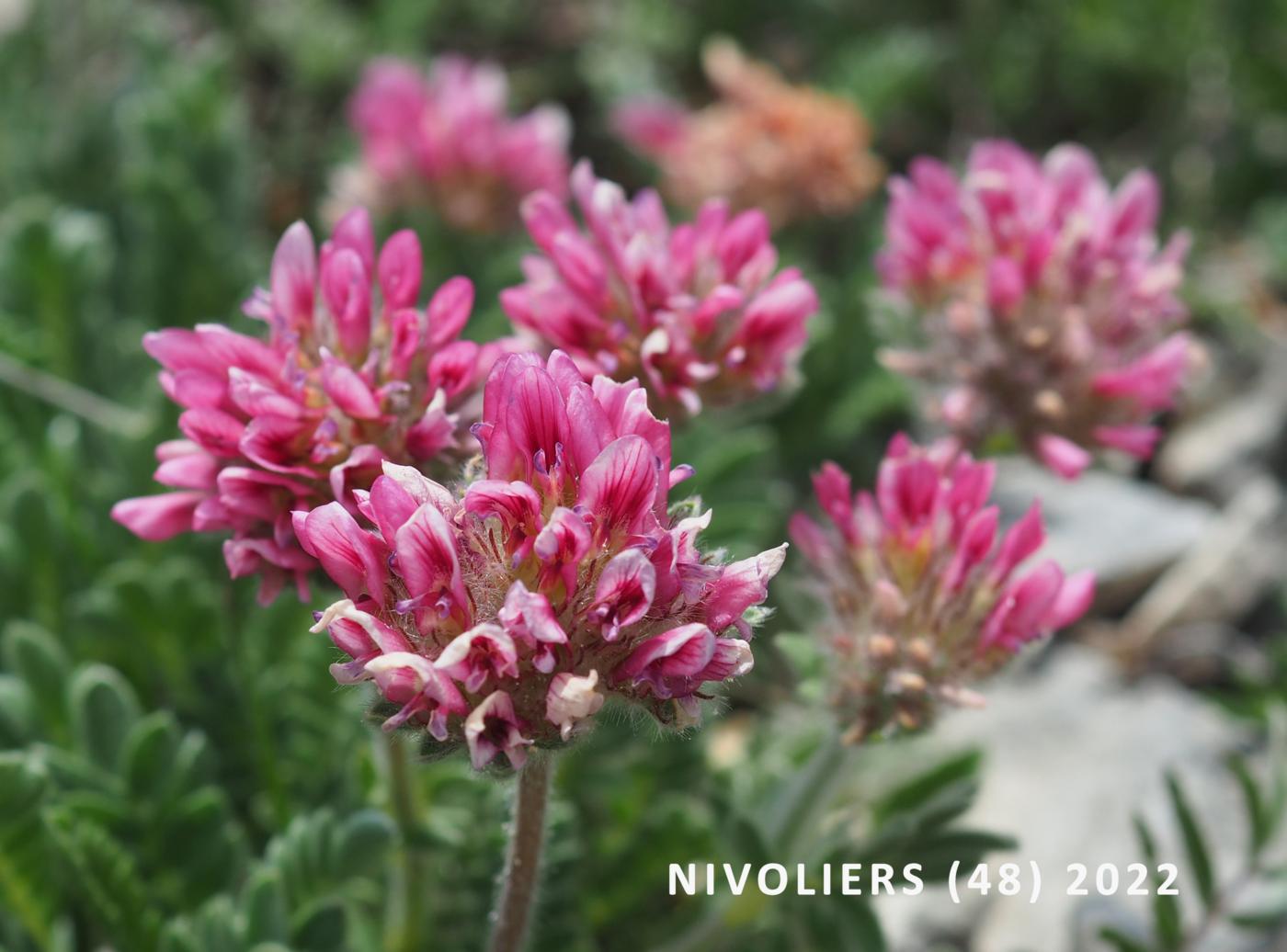 Kidney Vetch, Mountain flower